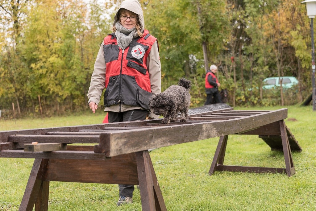 Amy kleinster Rettungshund